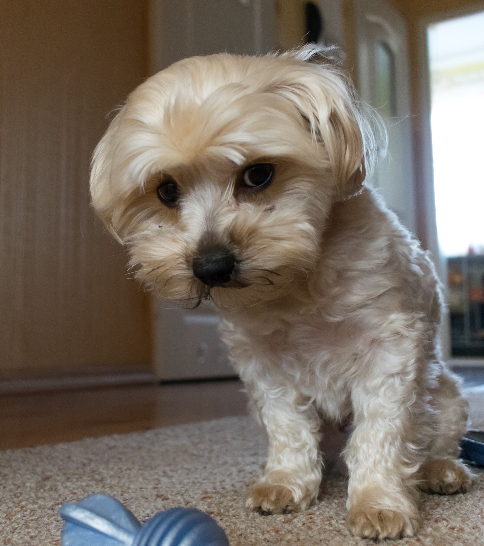 Nikon D3300 sample photo. Dog house, pets, charming photography