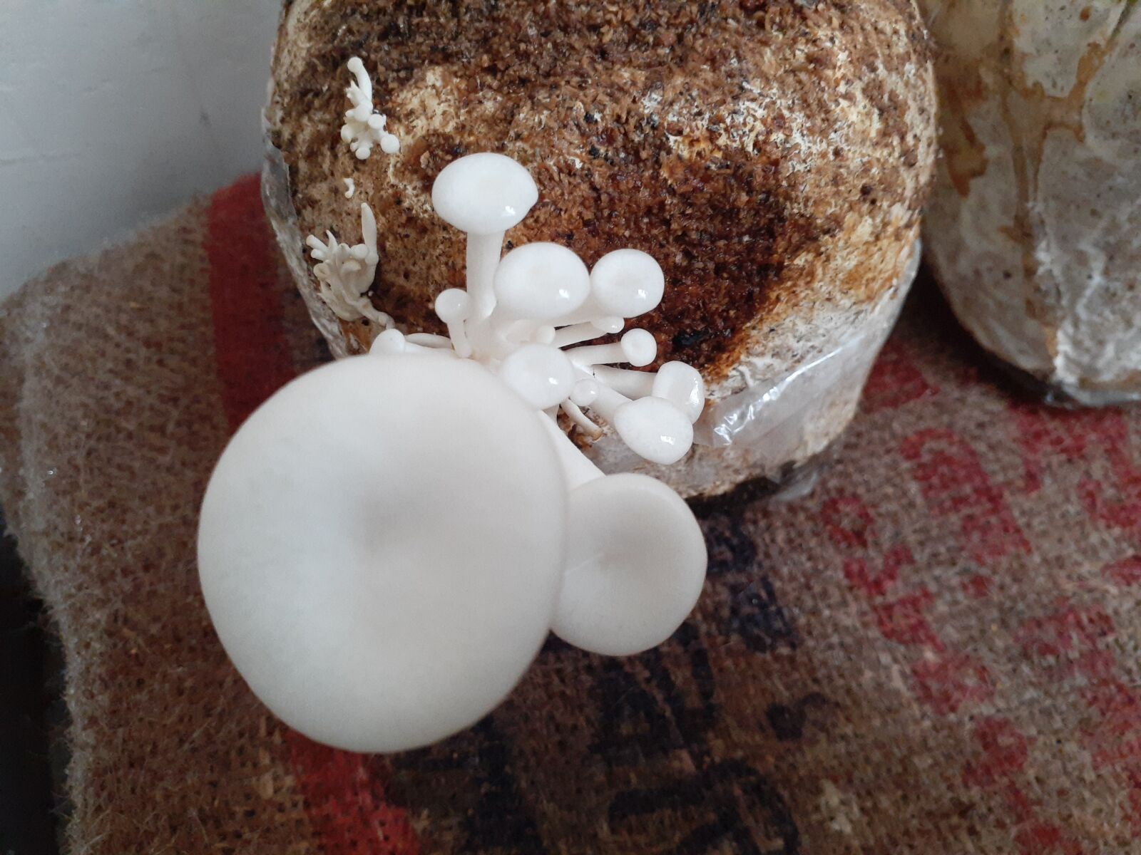 Samsung Galaxy A20 sample photo. Mushroom, cultivation, food photography