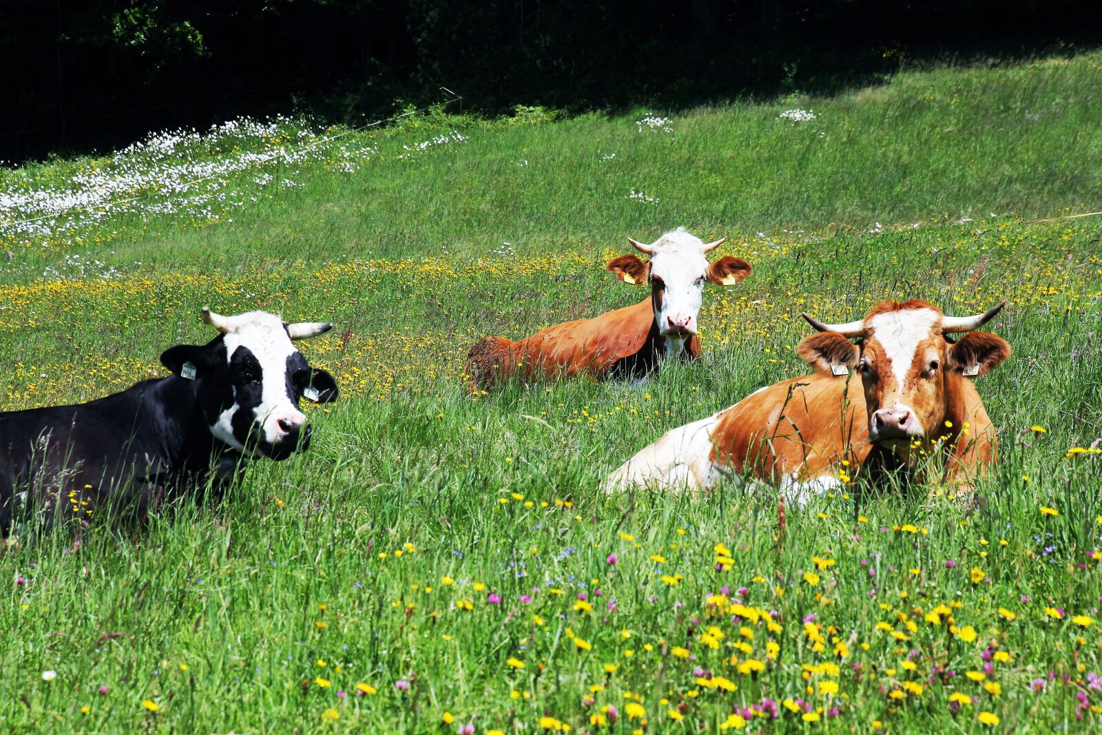 Canon EOS 60D + Tamron 16-300mm F3.5-6.3 Di II VC PZD Macro sample photo. Cow, cows, beef photography