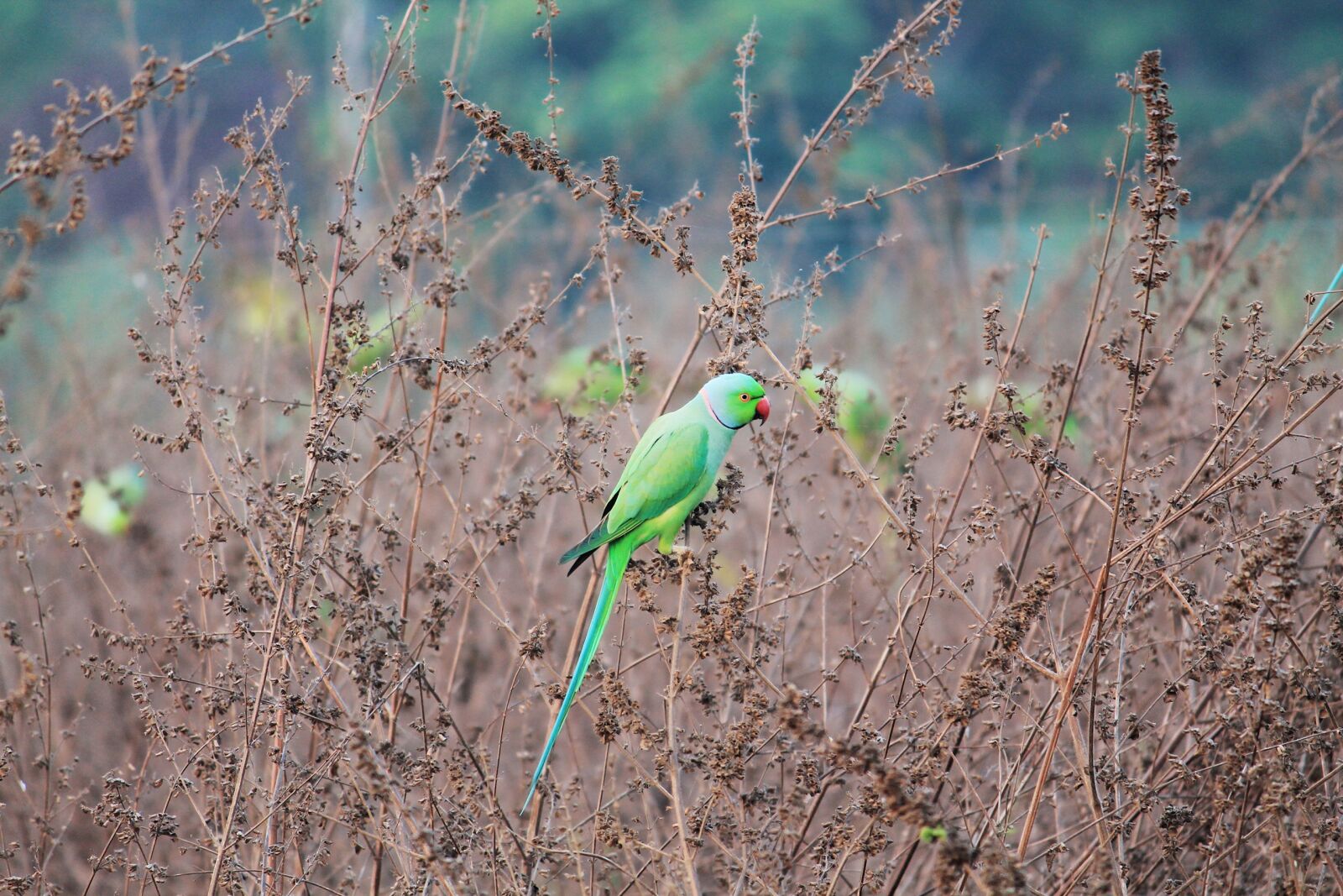 Canon EOS 1100D (EOS Rebel T3 / EOS Kiss X50) sample photo. Parrot, green, bird photography