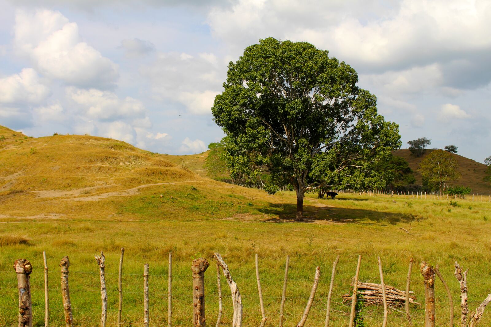 Canon EOS 700D (EOS Rebel T5i / EOS Kiss X7i) sample photo. Tree, nature, landscape photography