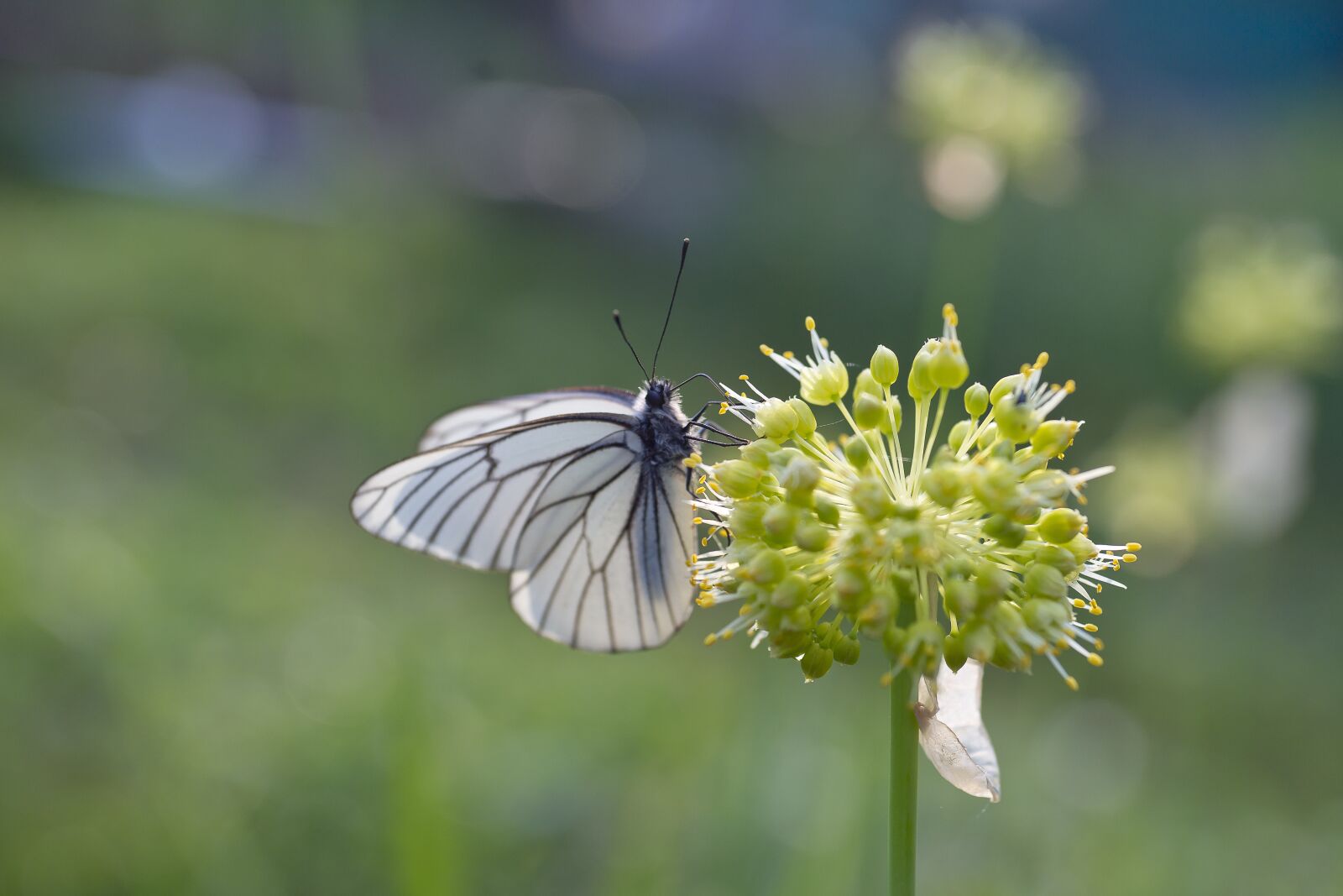 Sony Alpha DSLR-A850 sample photo. Flower, onion, butterfly photography