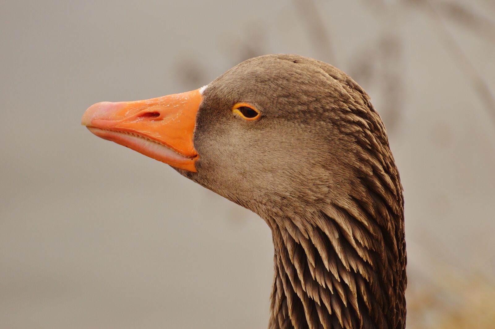 Nikon D3200 sample photo. Goose, bird, feather photography