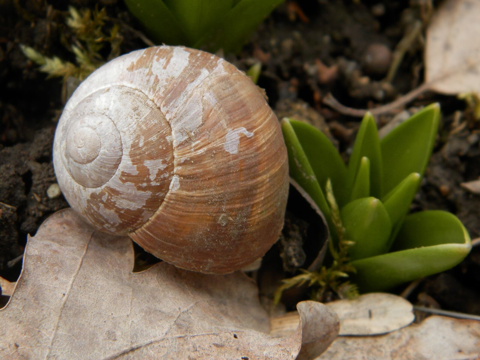Olympus SP-620UZ sample photo. Nature, snail, shell photography