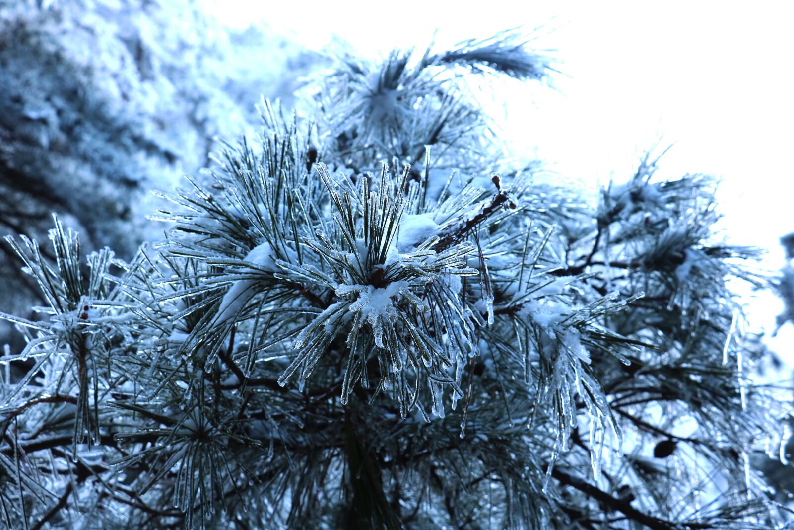 Canon EOS 760D (EOS Rebel T6s / EOS 8000D) sample photo. Snow, pine tree, grain photography
