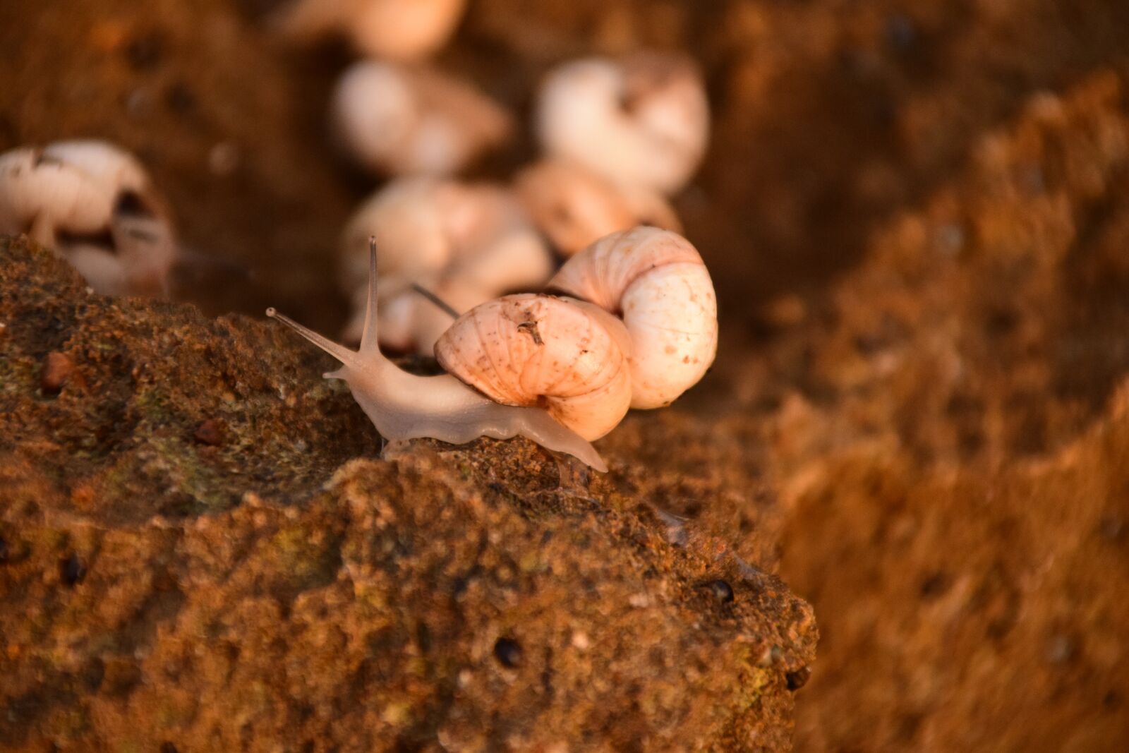 Nikon D3300 sample photo. Snails, rock, shell photography