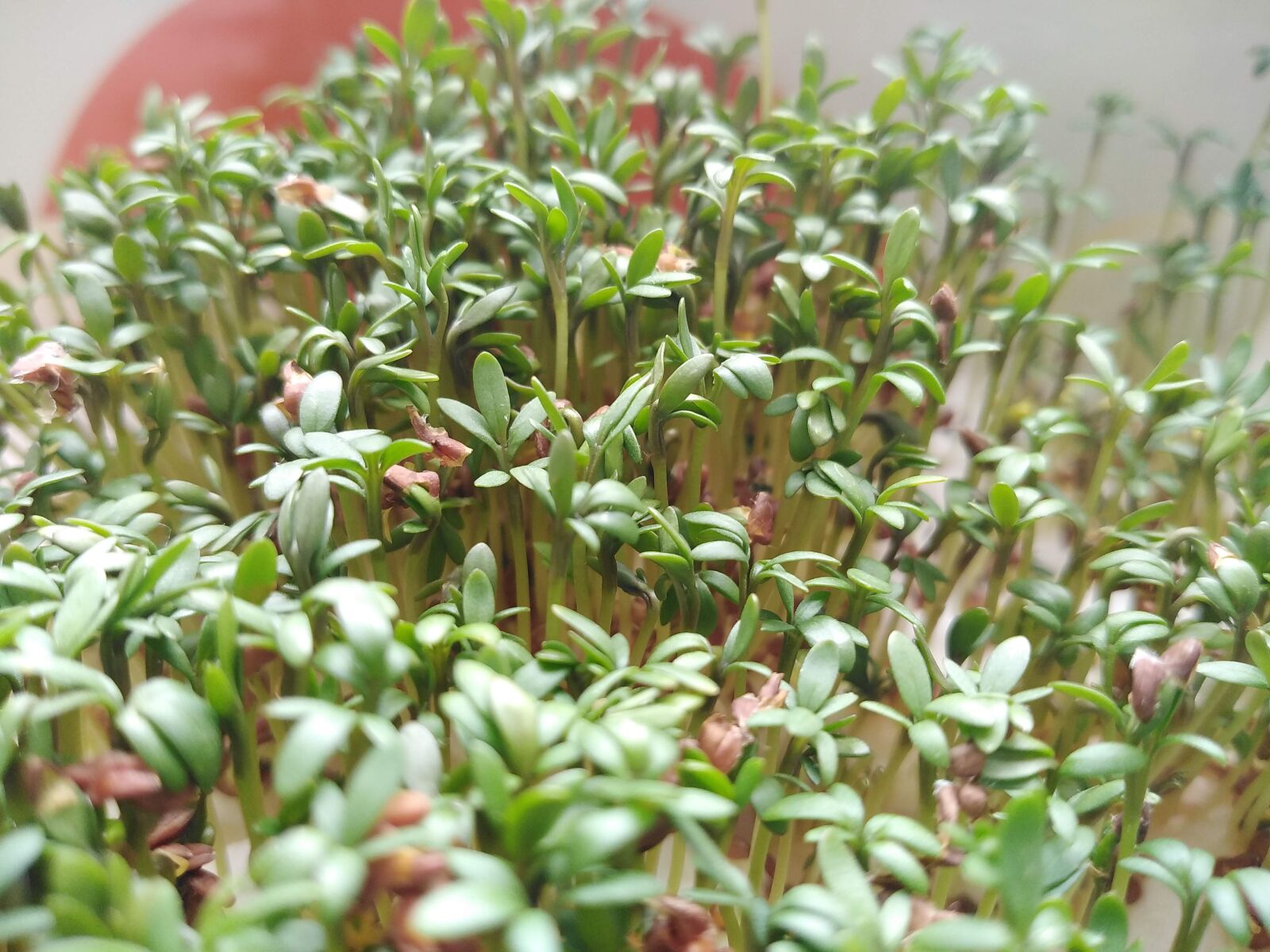 HUAWEI DUB-LX1 sample photo. Cuckooflower, easter, food photography