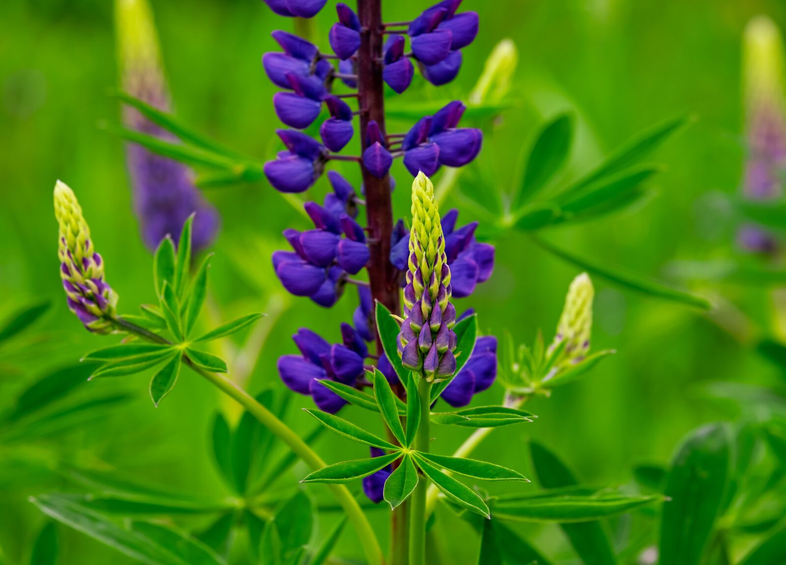 Fujifilm XF 55-200mm F3.5-4.8 R LM OIS sample photo. Lupins, lupinus polyphyllus, flowers photography