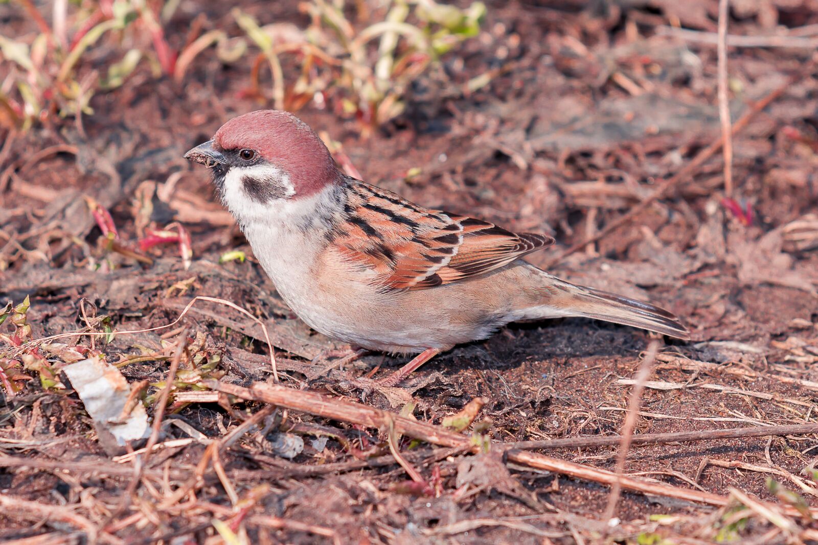 Nikon D7200 sample photo. Spring, sparrow, bird photography