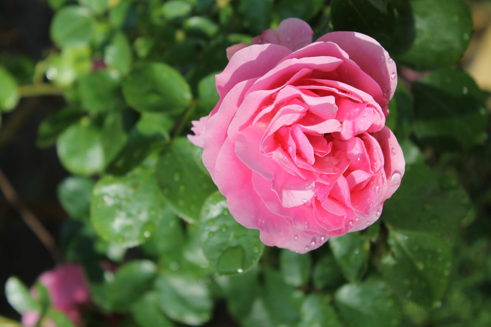 Canon EOS 1100D (EOS Rebel T3 / EOS Kiss X50) sample photo. Pink, flower, red rose photography