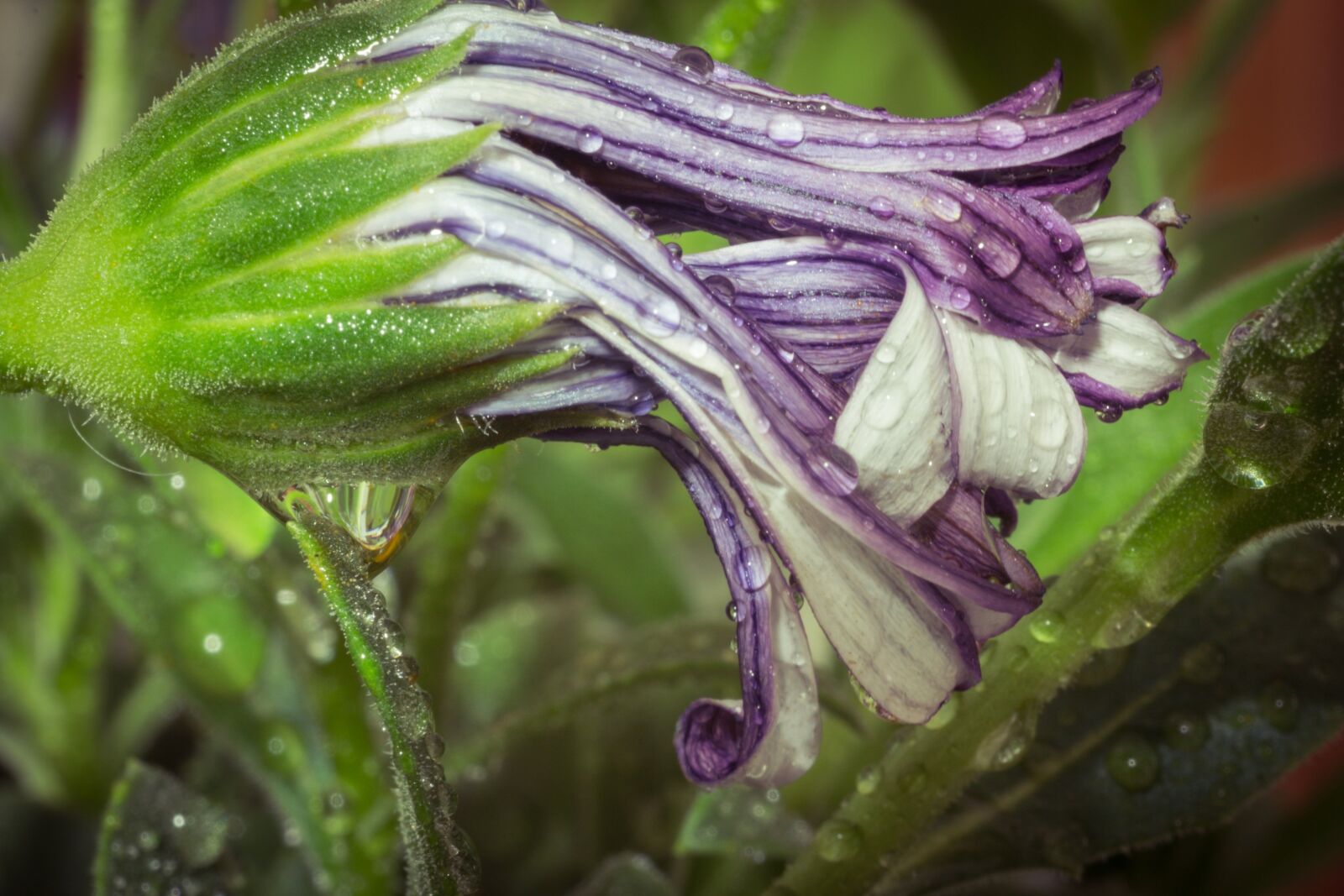 Canon EOS 70D + Canon EF 50mm F2.5 Macro sample photo. Macro, osteospermum ecklonis, cape photography