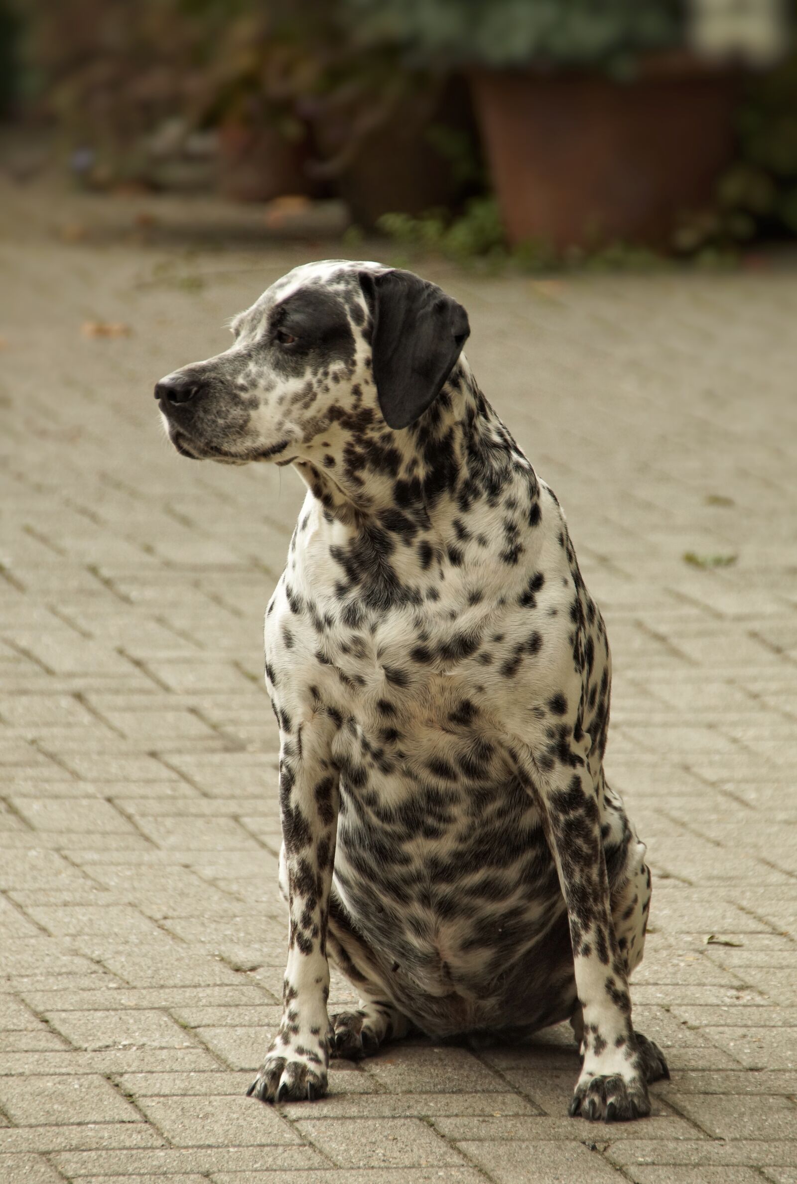 Sony SLT-A58 sample photo. Dalmatians, dog, vigilant photography