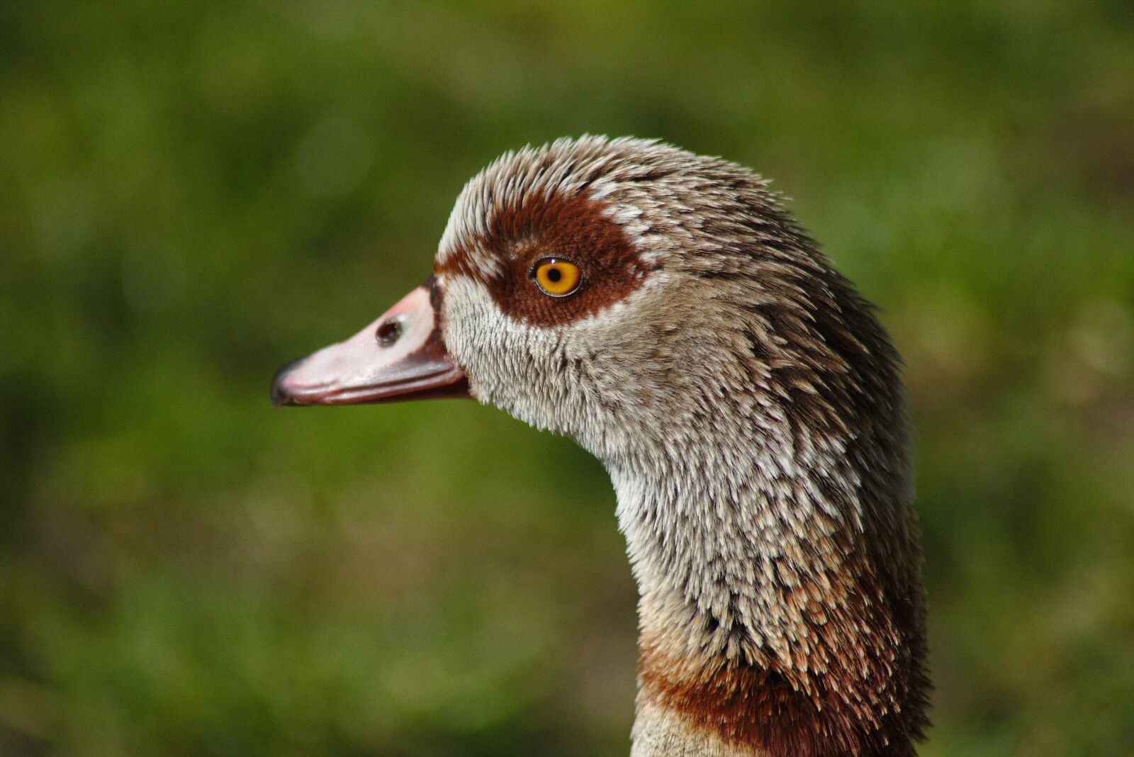 Canon EOS 750D (EOS Rebel T6i / EOS Kiss X8i) sample photo. Goose, bird, head photography