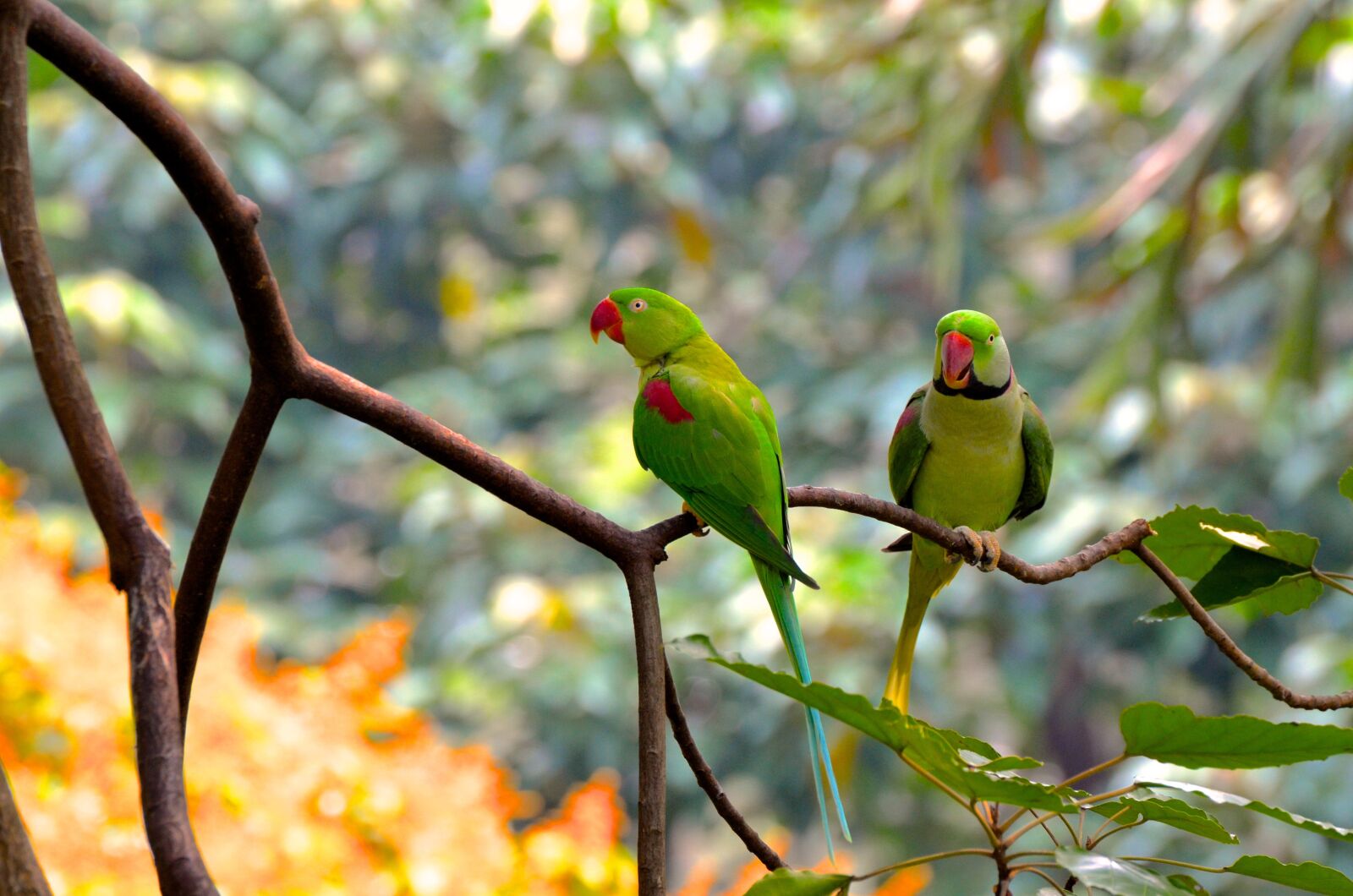 Nikon D5100 sample photo. Birds, rainforest, bird photography