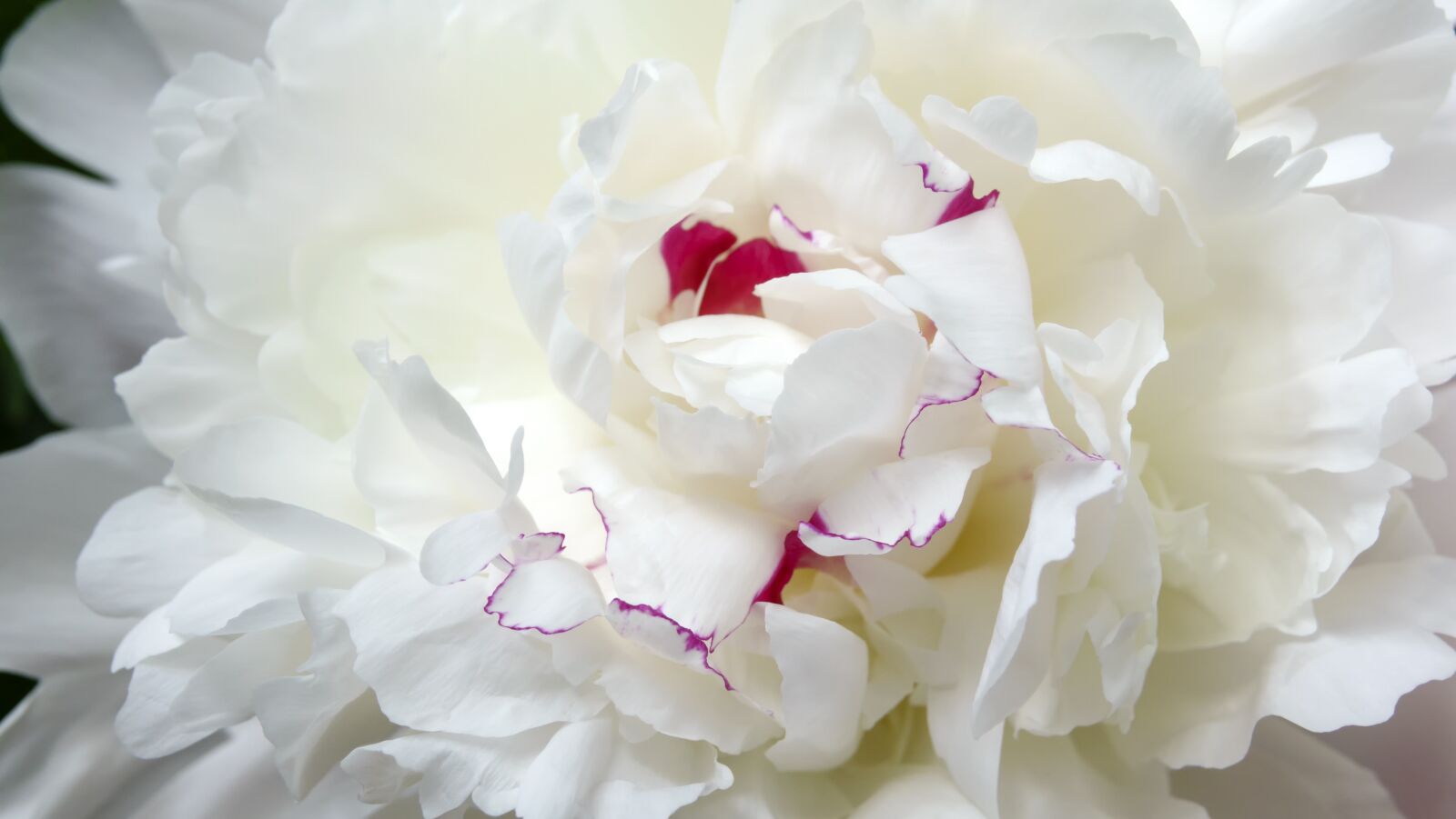 Sony Cyber-shot DSC-RX10 III sample photo. Flower, peony, background photography