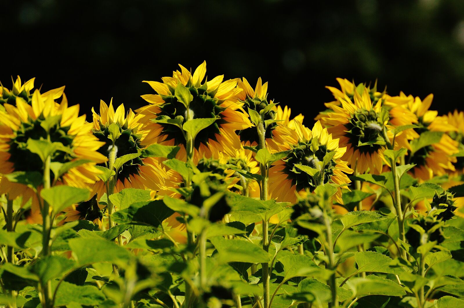 Nikon D3200 sample photo. Sunflower, summer, garden photography