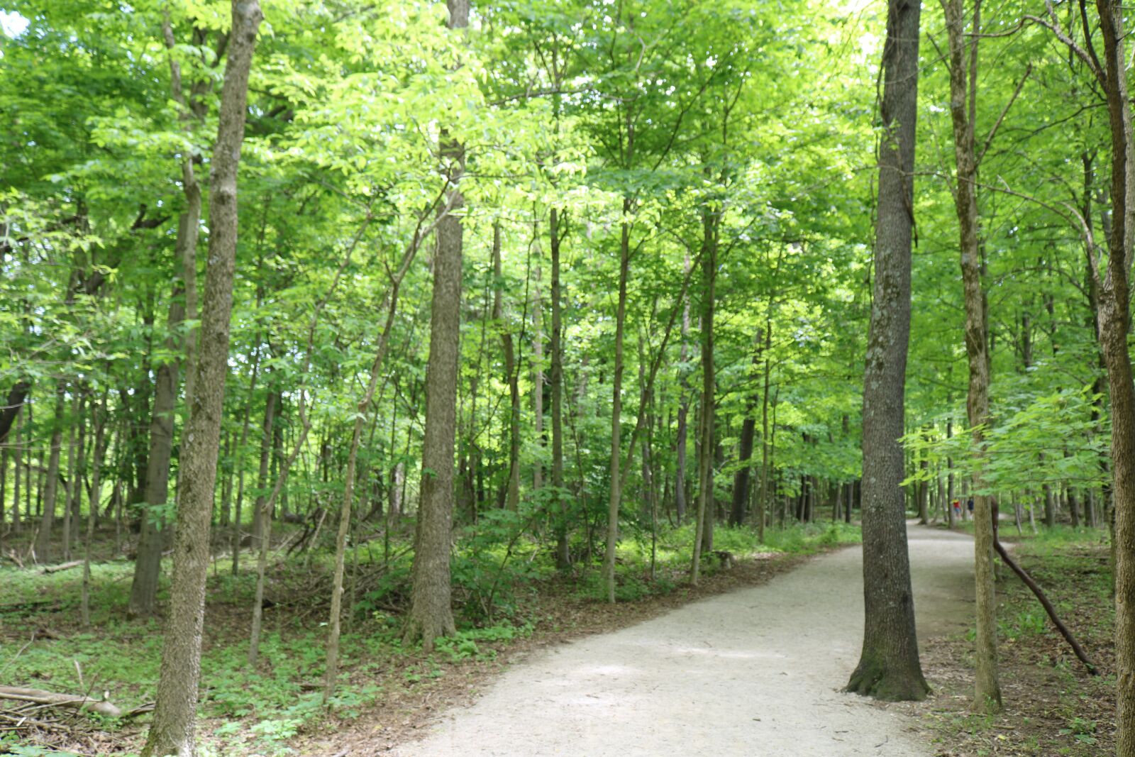 Canon EOS 750D (EOS Rebel T6i / EOS Kiss X8i) + Canon EF-S 18-55mm F3.5-5.6 IS STM sample photo. Trees, path, green photography