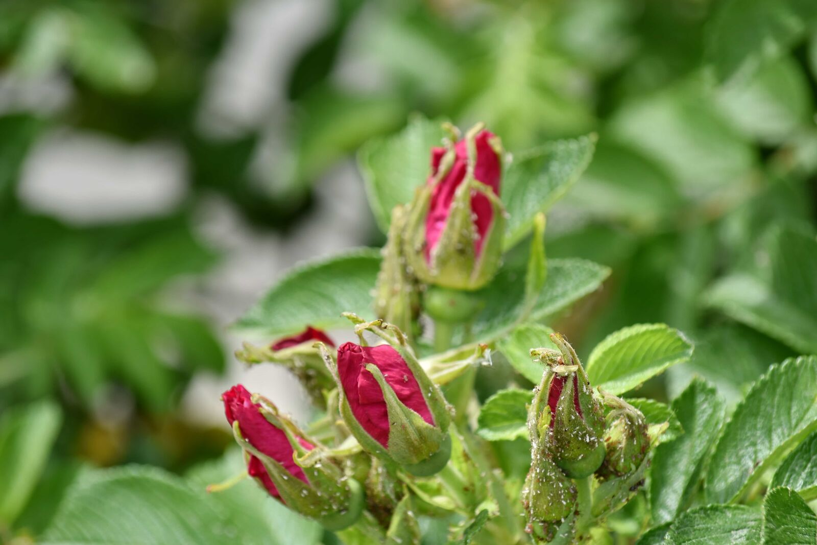 Nikon D5500 sample photo. Flower bud, flower garden photography