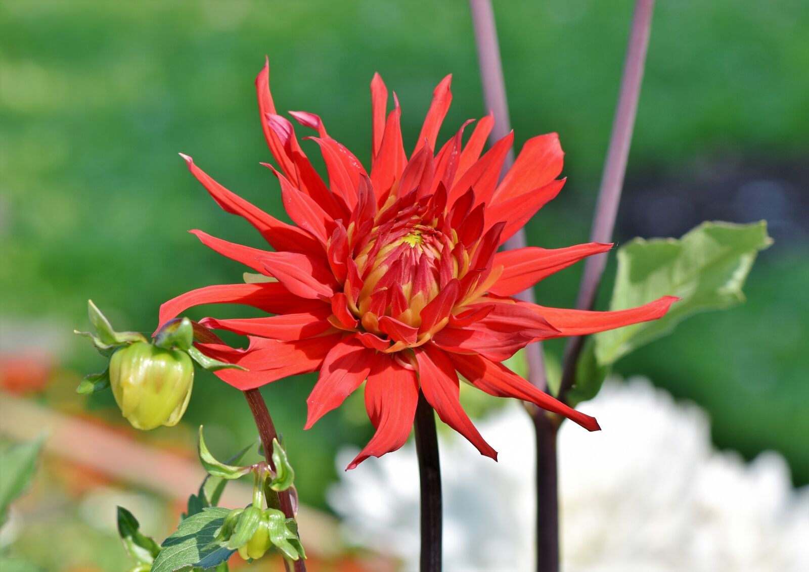 Nikon D7200 sample photo. Dahlia, cactus dahlia, flower photography