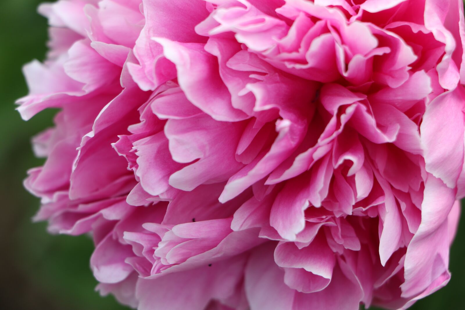 Canon EOS 7D Mark II sample photo. Chinese herbaceous peony, flower photography