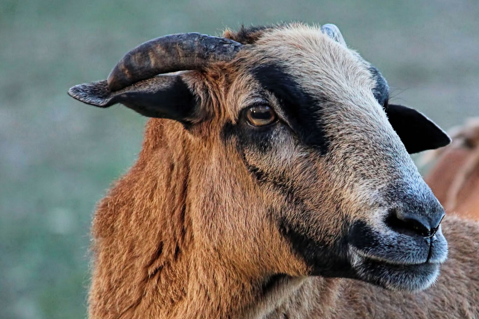 Canon EOS 600D (Rebel EOS T3i / EOS Kiss X5) sample photo. Sheep, cameroon sheep, bock photography