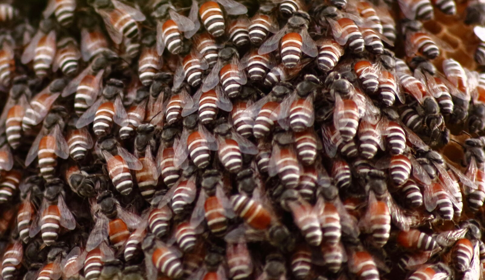 Canon EOS 750D (EOS Rebel T6i / EOS Kiss X8i) sample photo. Honey, bees photography