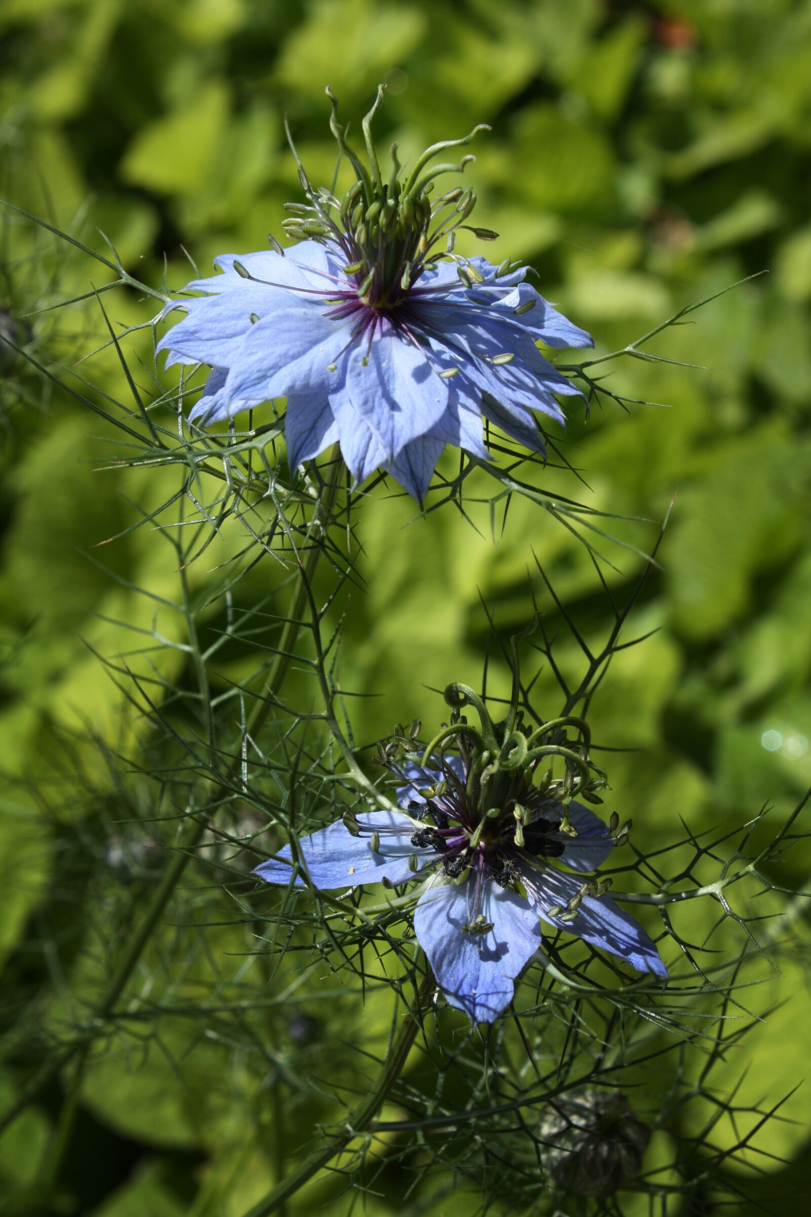 Canon EOS 450D (EOS Rebel XSi / EOS Kiss X2) sample photo. Damascus nigella, blue flower photography