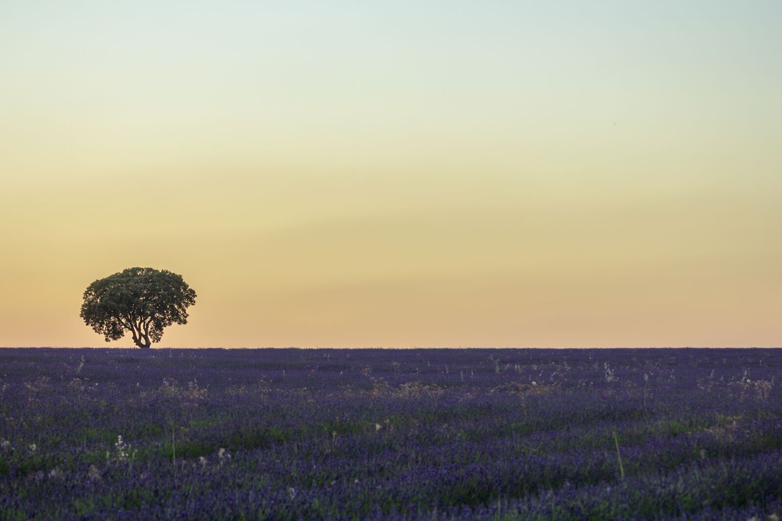 Canon EOS 60D + Canon EF-S 55-250mm F4-5.6 IS STM sample photo. Sunset, lavender, nature photography