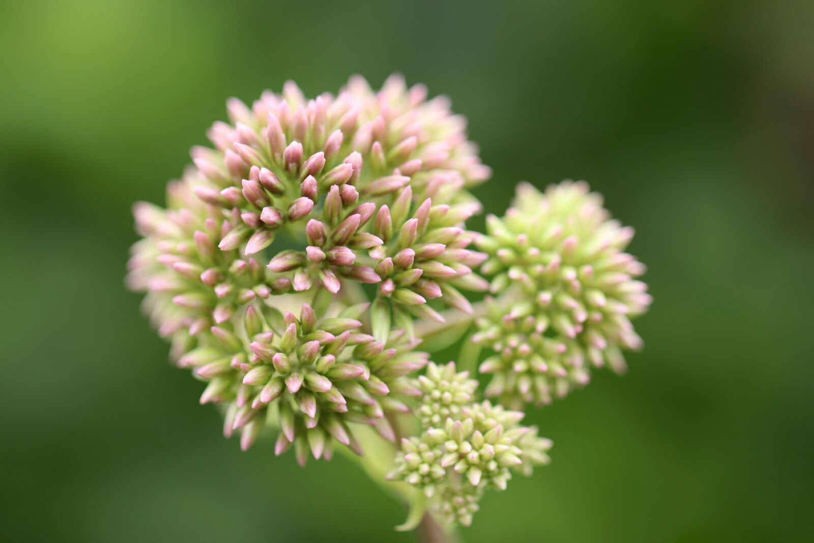 Canon EOS 800D (EOS Rebel T7i / EOS Kiss X9i) sample photo. Water hemp, eupatorium cannabinum photography
