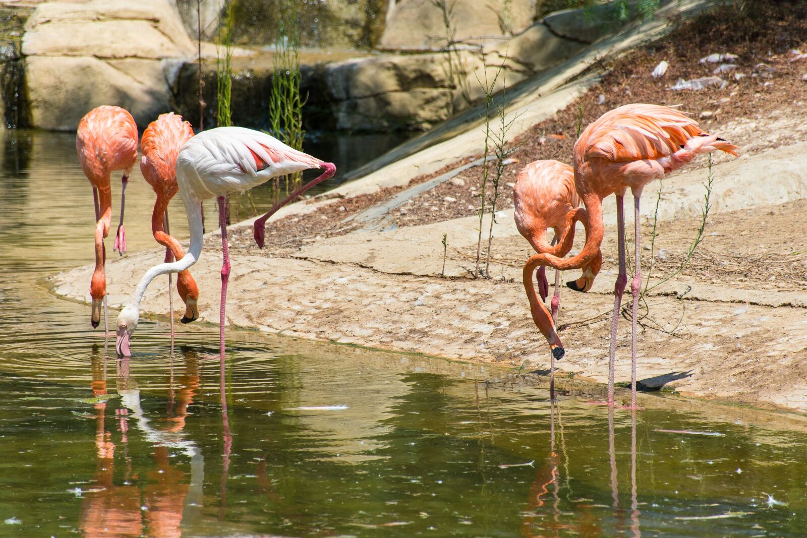 Nikon D5500 sample photo. Greater flamingo, bird, pink photography