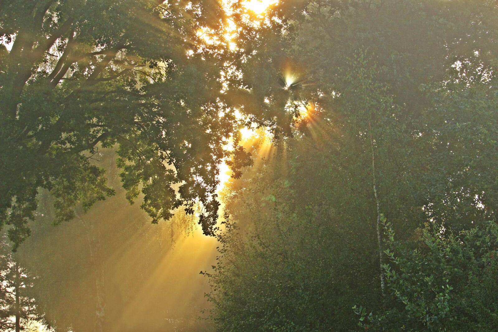 Canon EOS 100D (EOS Rebel SL1 / EOS Kiss X7) sample photo. Light, sun, morning mist photography