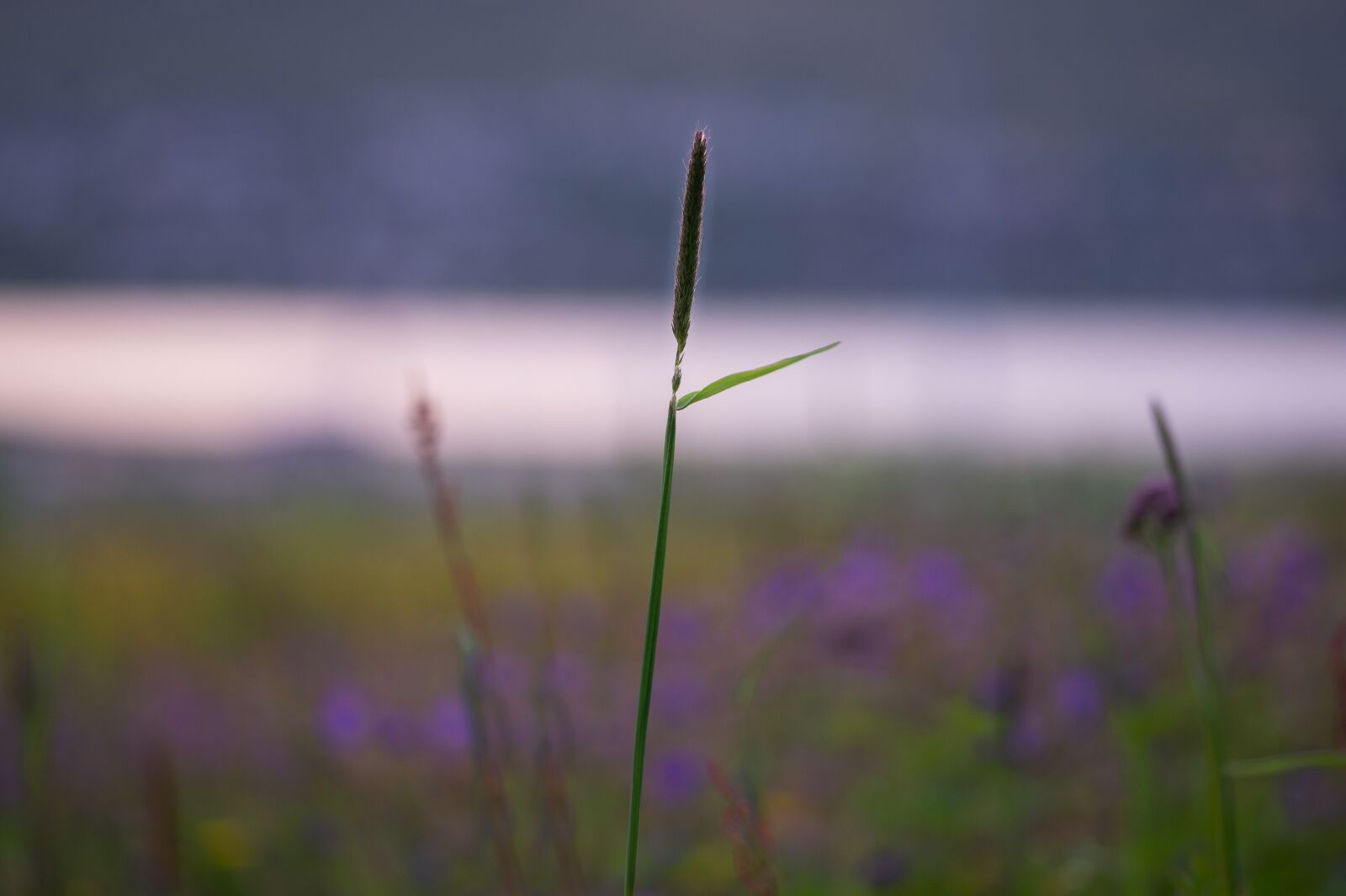 Nikon D610 sample photo. Grass, plant, the nature photography