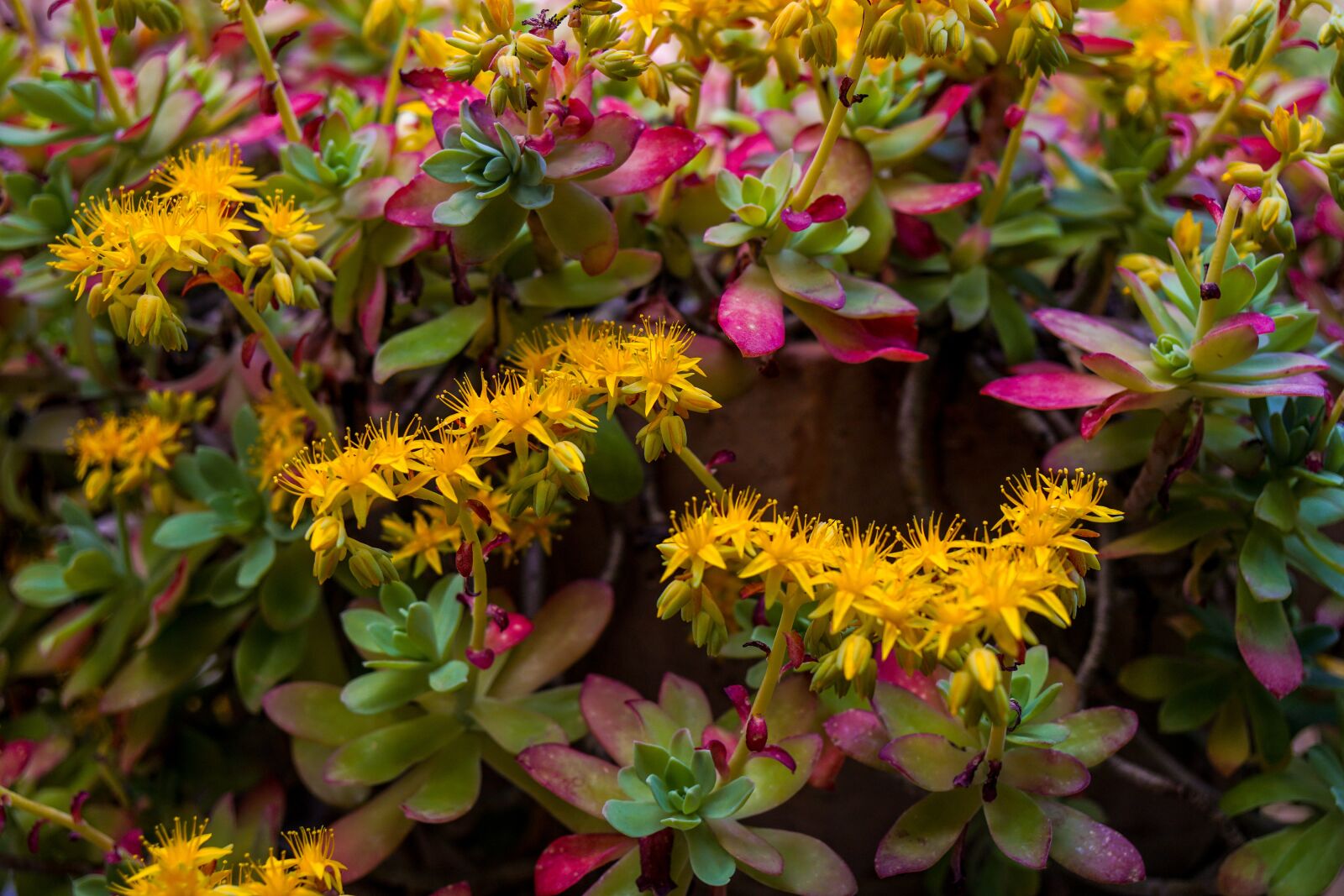Sony a6500 + Sony Vario-Tessar T* E 16-70mm F4 ZA OSS sample photo. Flowers, yellow, yellow flower photography