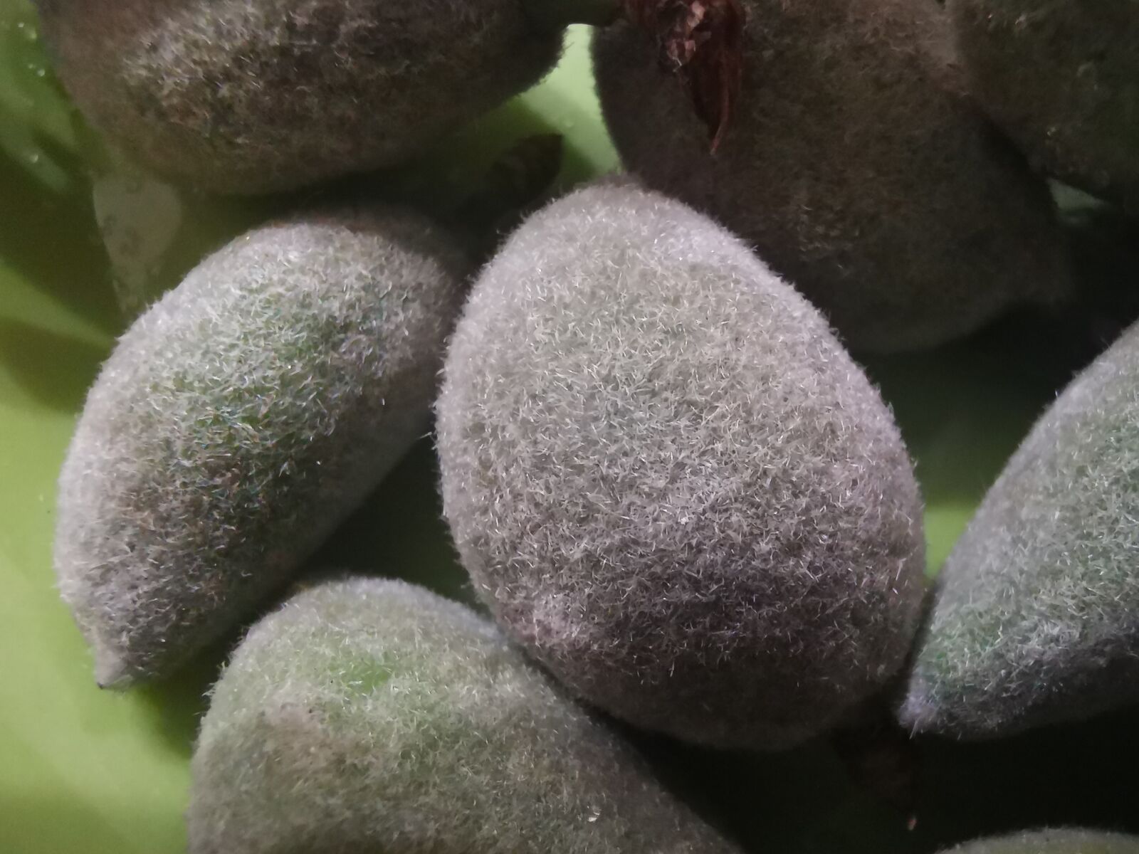 HUAWEI Mate 20 Pro sample photo. Macro, green, almonds photography