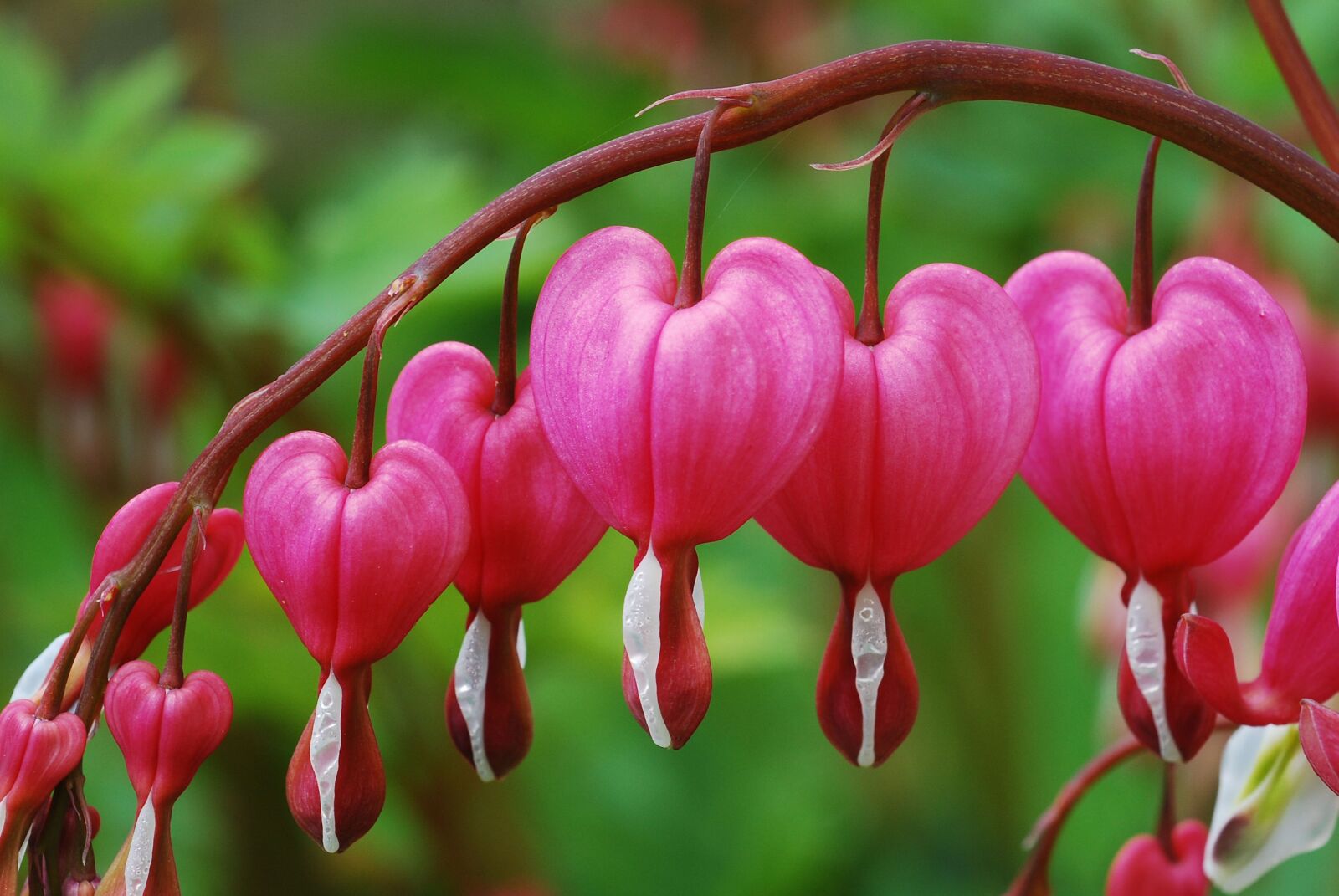 Nikon D80 sample photo. Plant, woman's heart, pink photography