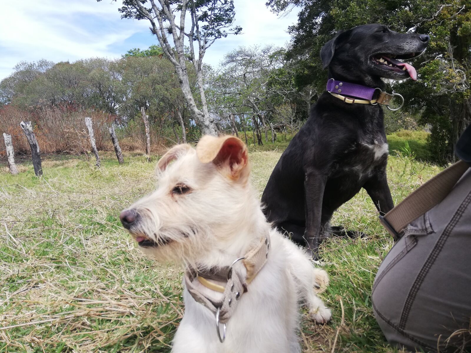 HUAWEI ANE-LX1 sample photo. Dog, training, open air photography
