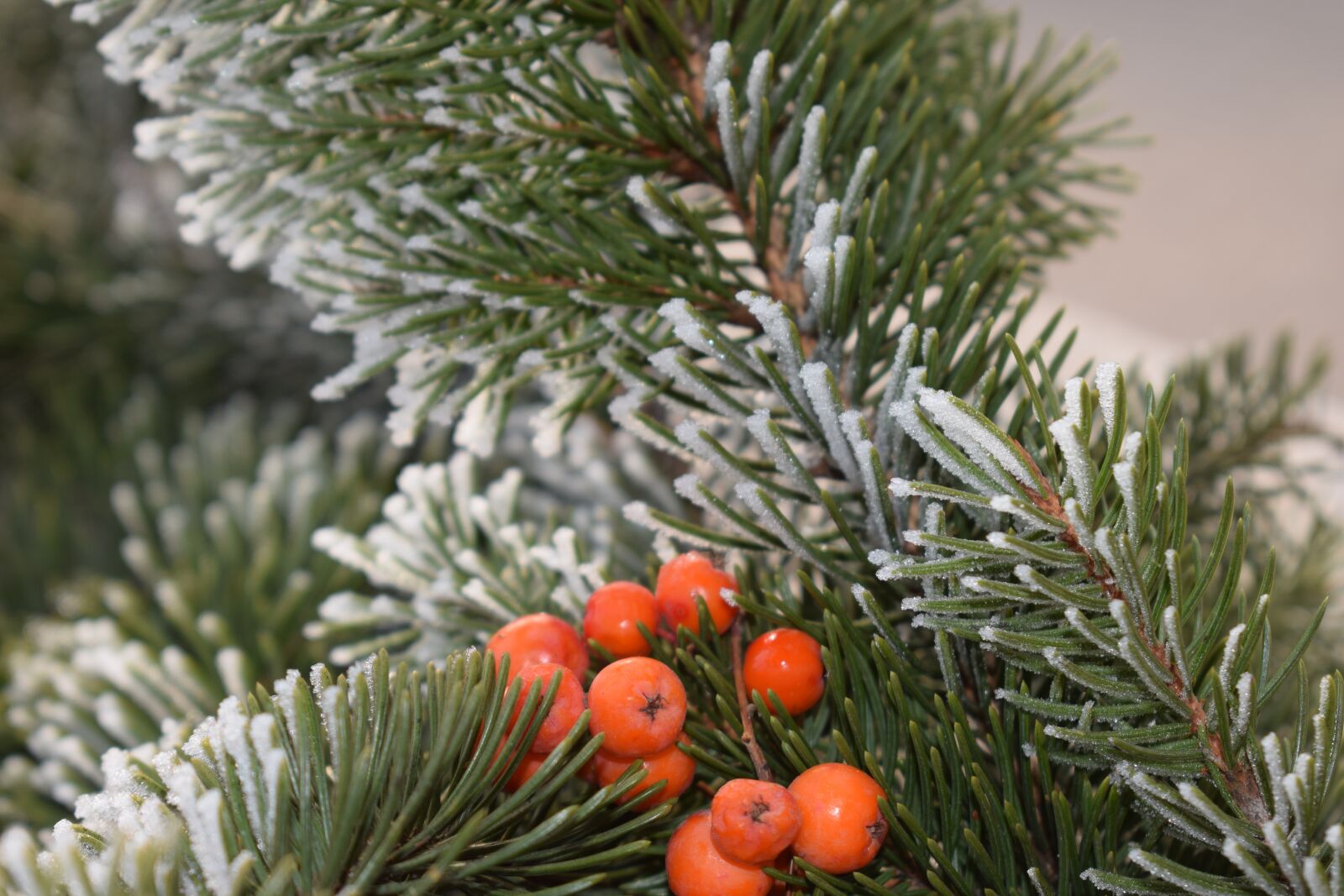 Nikon D3300 sample photo. Pine, winter, rime photography