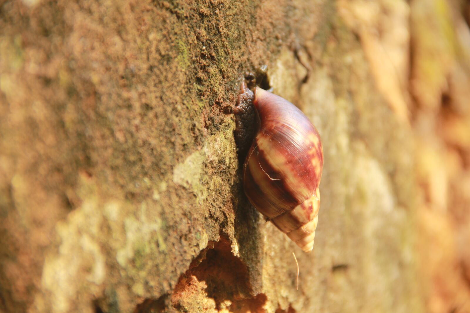 Canon EOS 550D (EOS Rebel T2i / EOS Kiss X4) sample photo. African snail, animal, islets photography