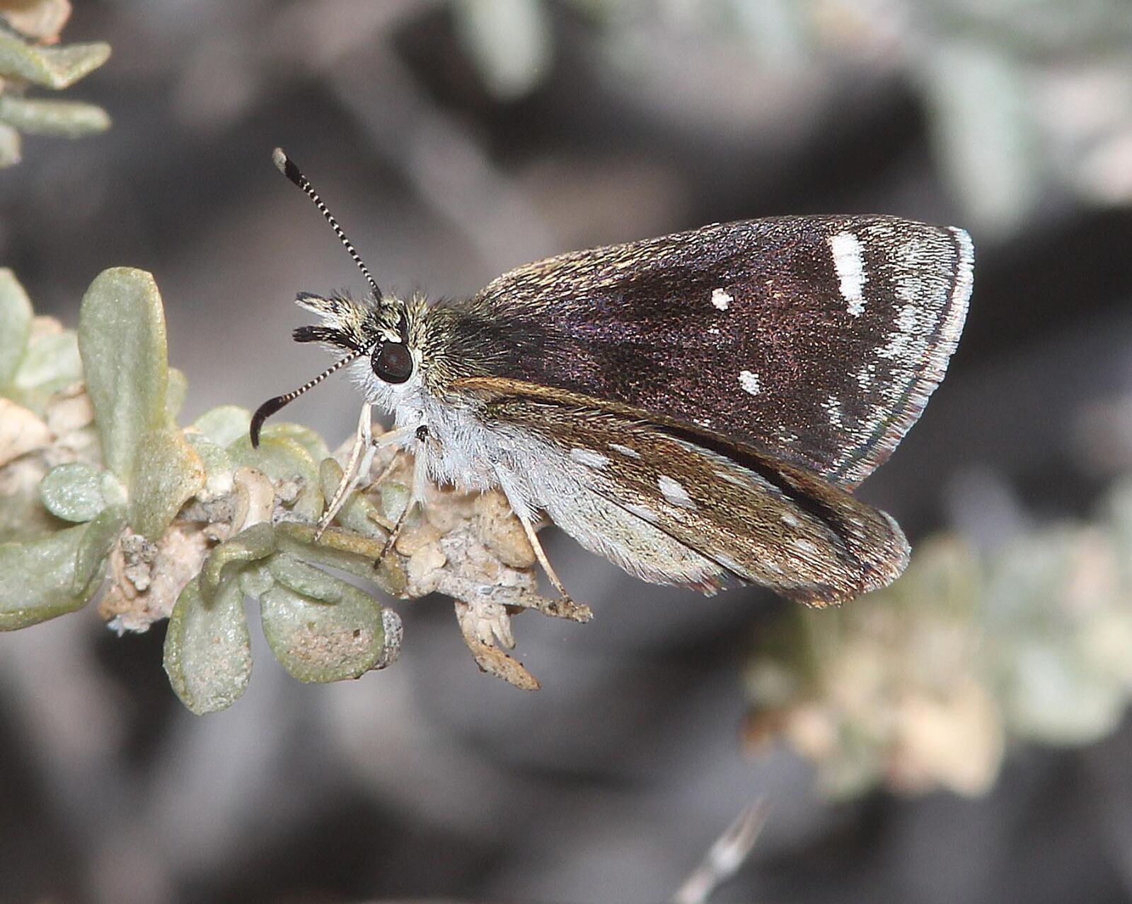 Canon EF 300mm F4L IS USM sample photo