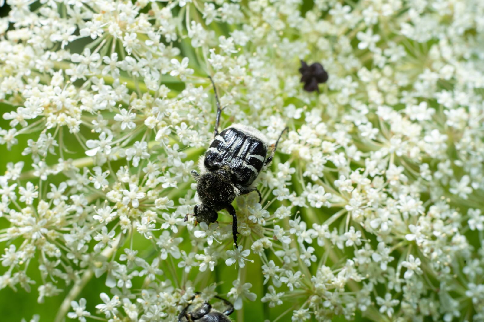 Sony a7 II + Sony FE 50mm F1.8 sample photo. Bug, green, flower photography