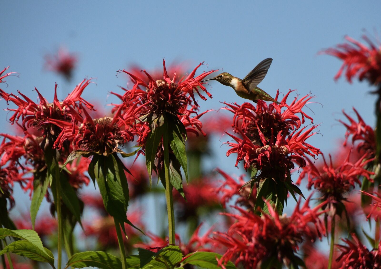 Nikon D90 sample photo. Hummingbird, wild flower, bird photography