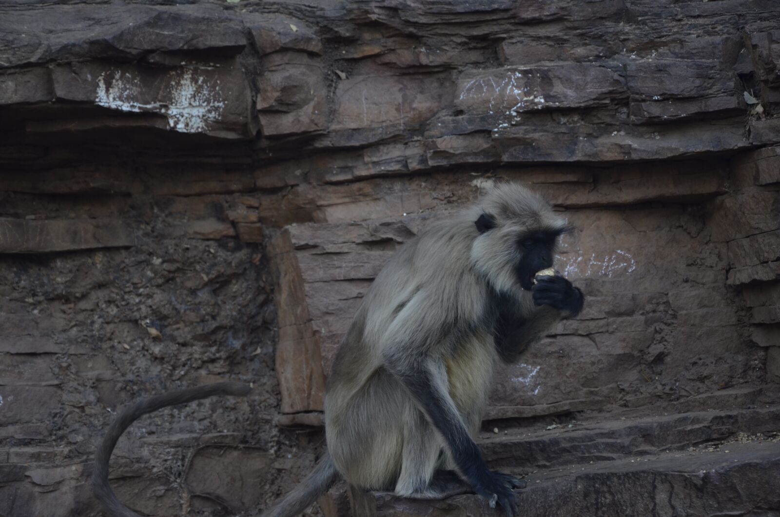Nikon D7000 sample photo. Monkey, wildlife, animal photography