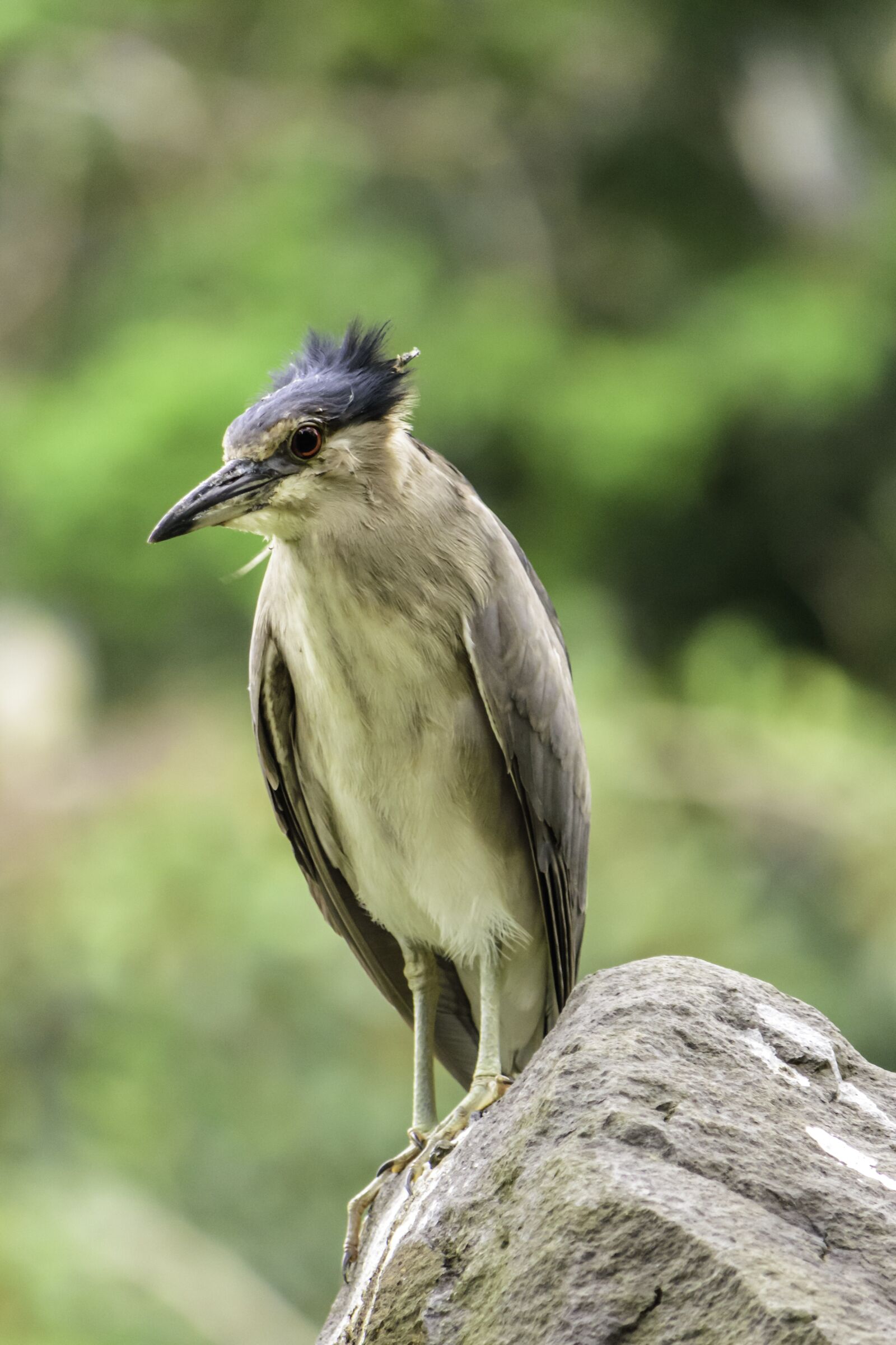 Nikon D5500 sample photo. Bird, wildlife, night heron photography
