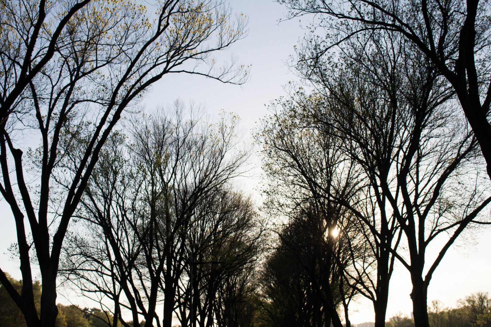 Canon EOS 700D (EOS Rebel T5i / EOS Kiss X7i) sample photo. Memorial, park, sunlight, trees photography