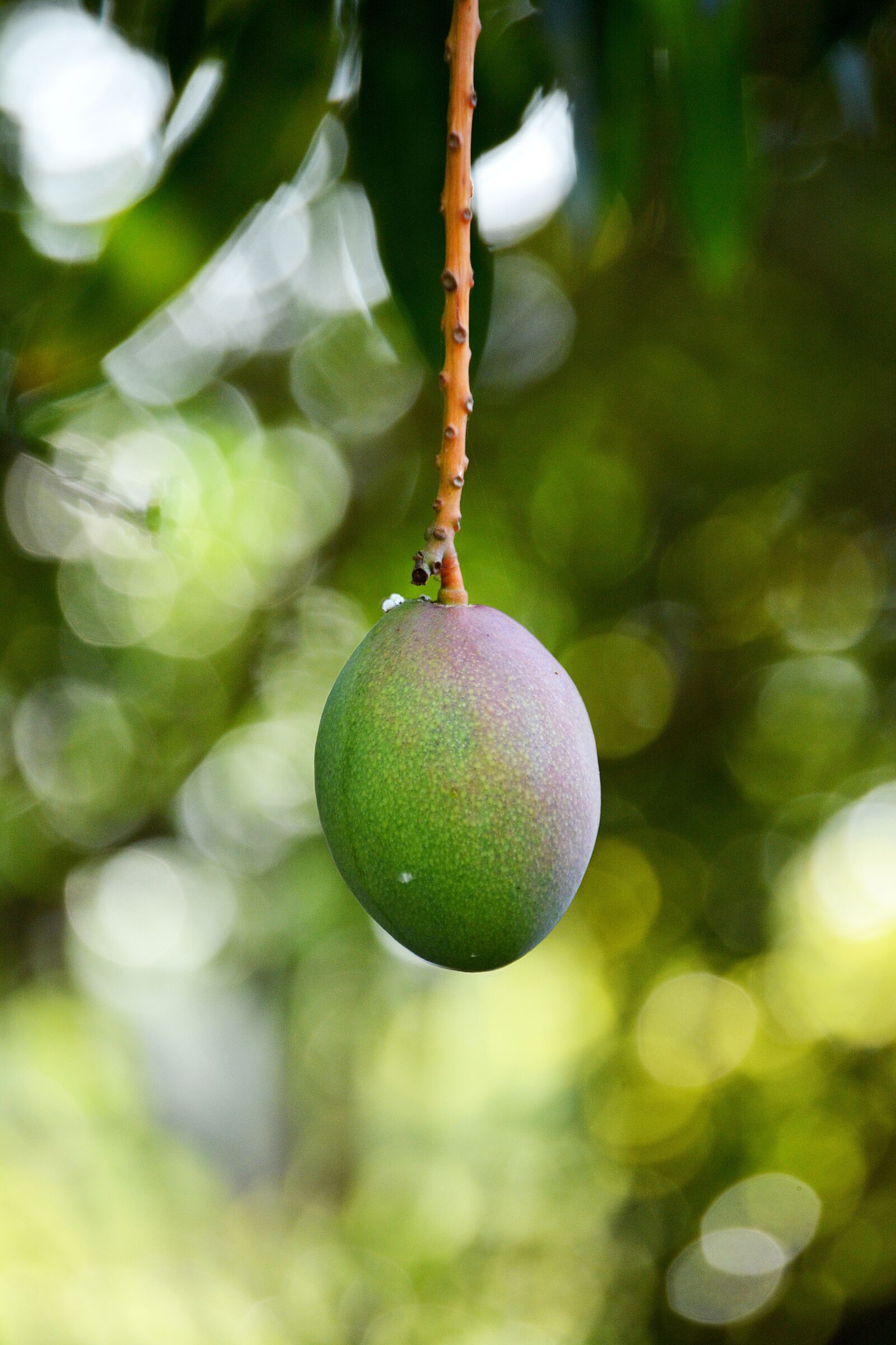 Nikon D5200 sample photo. Mango, fruit, vegetable photography
