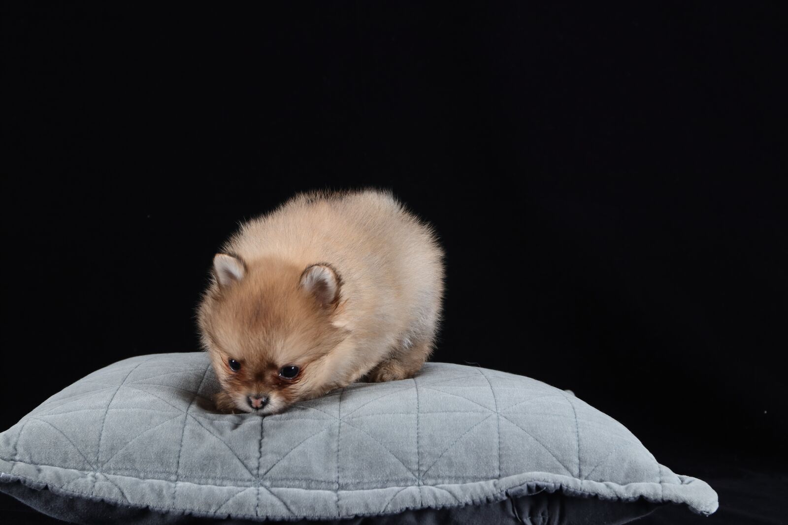 Canon EF 16-35mm F2.8L II USM sample photo. Pomeranian, dog, brown photography