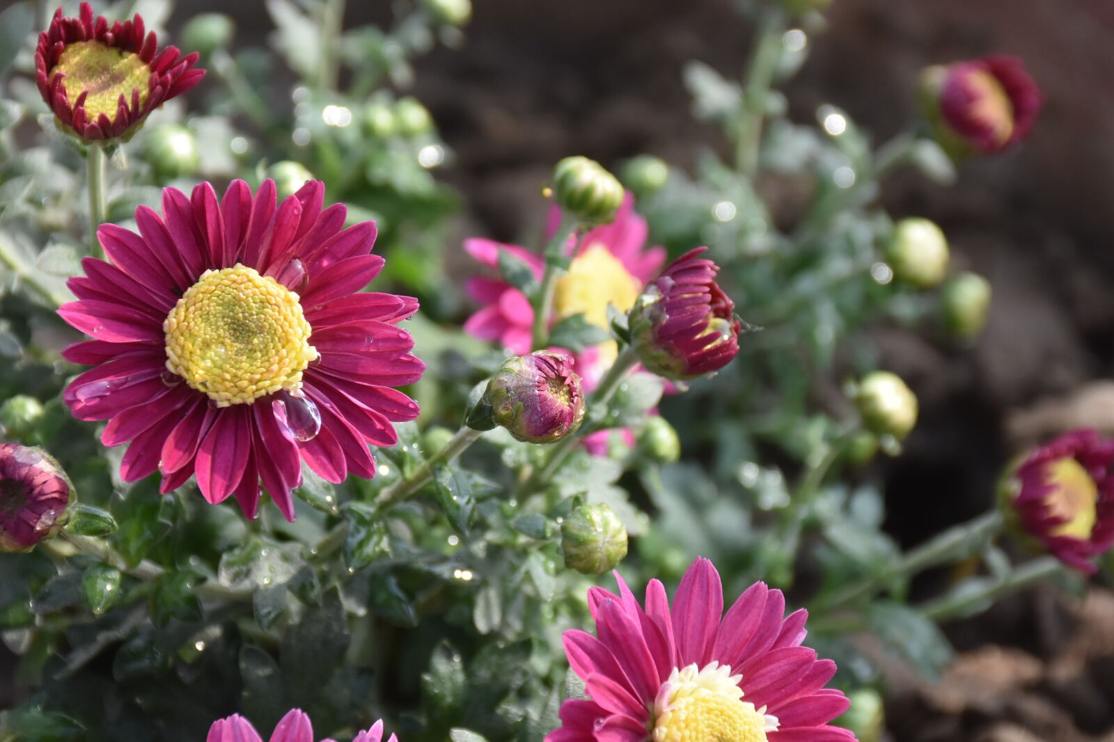 Nikon D7200 sample photo. Flower, nature, flora photography