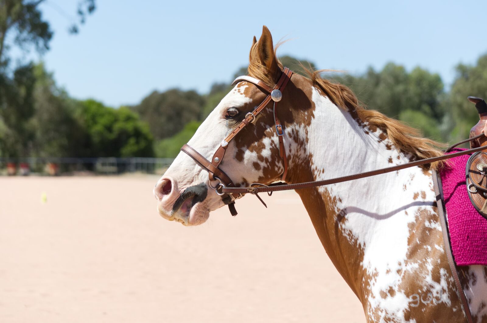 Nikon D5100 sample photo. Western, horse, riding photography