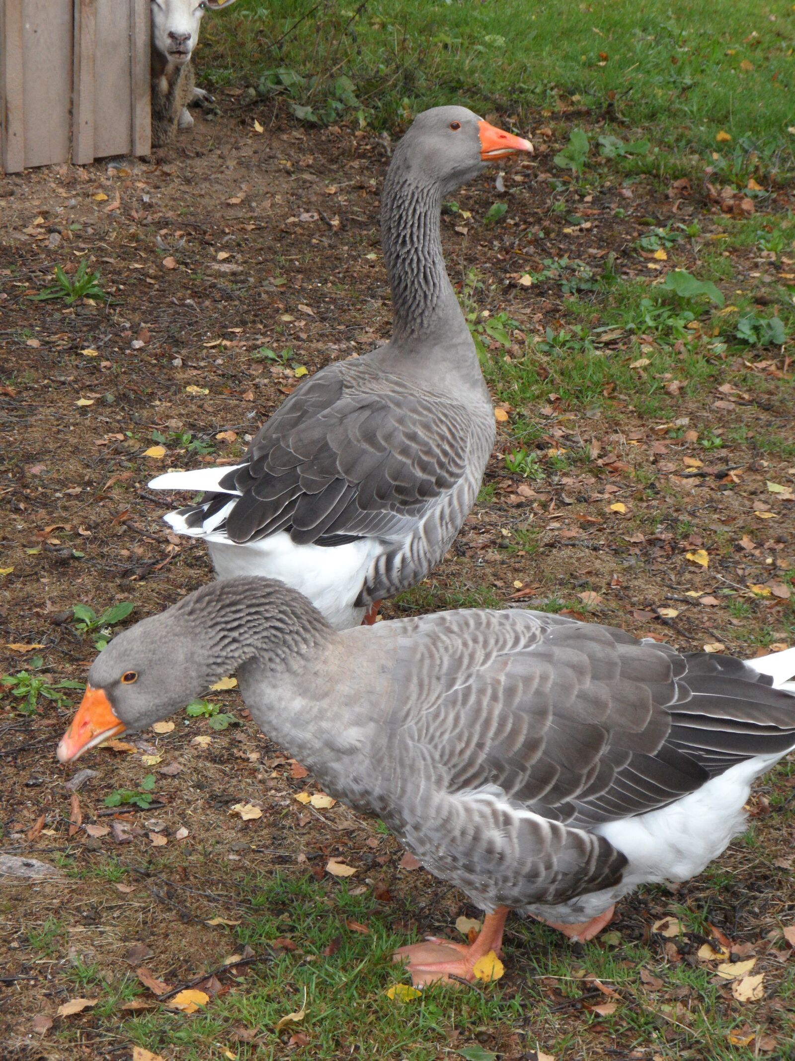 Samsung VLUU WB210, SAMSUNG WB210 sample photo. Geese, birds, goose photography