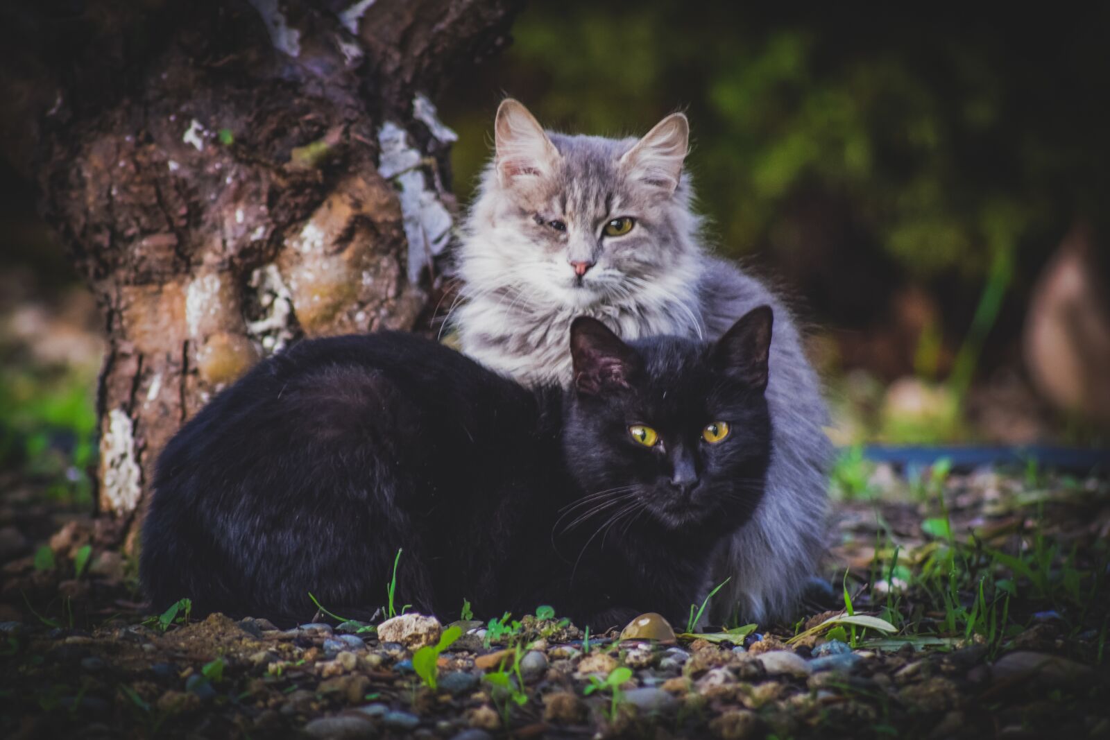 Nikon D3300 sample photo. Cats, stray, animal photography